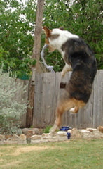 100% Recycled Wool Toss-n-Tug™ Toy--New Product!